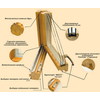 Деревянные ЕВРООКНА экологически чистые, они дают квартире «дышать» у них лучше тепло-изоляционные свойства и, наконец, они просто красивы. Красота волнистых линий живого дерева успокаивает, придает дому ни с чем не сравнимый уют, наполняет жилище неповторимым теплым светом.
Деревянные евроокна не надо утеплять , они сработаны и подогнаны так, что тепло из квартиры не уходит. Они не деформируются на морозе и не трескаются на жаре. В летний зной в комнате не возникает парникового эффекта, они не рассыхаются и не гниют.
Срок эксплуатации таких окон- минимум 50 лет.
Окна изготавливаются из 3-х слойного клееного бруса ангарской сосны, сечением 80*68мм. Трехслойная структура, расположение слоев бруса перпендикулярно друг другу гарантируют идеальную геометрию в течение всего срока эксплуатации. 